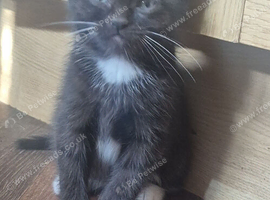 8 weeks old kittens