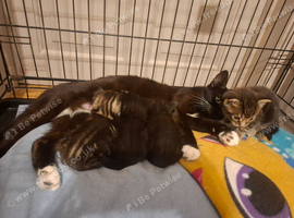 Kittens for sale