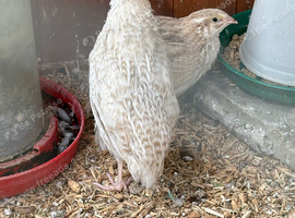 Two beautiful pharaoh female quails