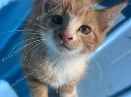 Kitten looking for new home