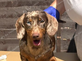 2 female dachshund