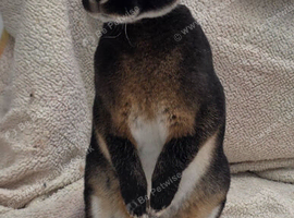 Beautiful temperament Mini rex male