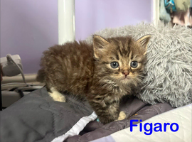 Fluffy Kittens Silver Tabby Exotic Cross