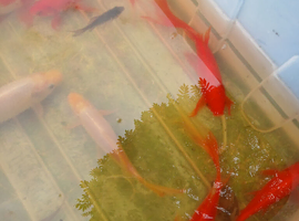 Pond fish for sale
