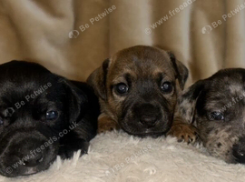 Stunning female jack Russell puppies