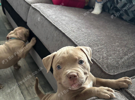 American bully puppies