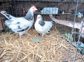 A Lovely pair of Bantam Light Sussex 3 months oldS pair