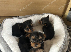 Yorkshire Terrier