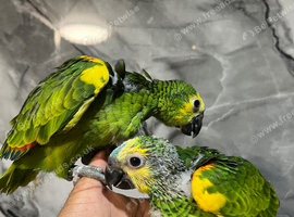 Hand-Rearing Baby Friendly Super Tame Blue Front Amazon Parrot,30