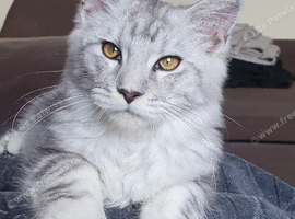 Maine Coon  1BOY&1GIRL LEFT. Ready Now