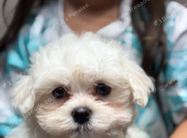 for sale maltese puppies