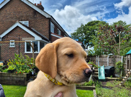 Labrador Pups For sale