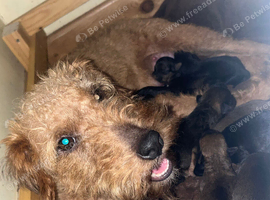 Lakeland x patterdale pups