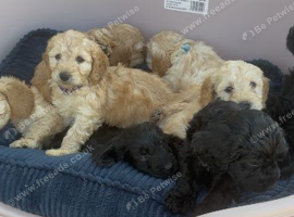 Miniature cockapoo
