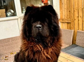 2 year old male chow chow