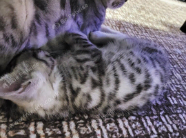 Very beautiful Bengal boy