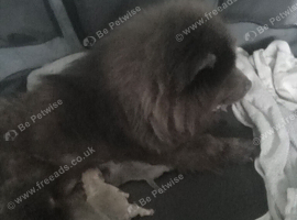 Blue and blue fawn chow chow puppies