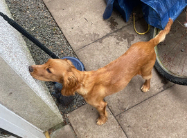 Cocker spaniel pup