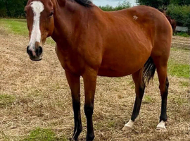 Nellie the elegant   Exceptional - Thoroughbred Broodmare
