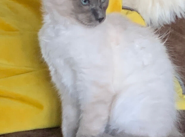 Traditional siamese 1 girl left