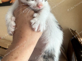 READY NOW TABBY AND WHITE MALE KITTEN