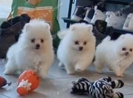 Tiny Pomeranian puppies teddy bear face. White girls and boys