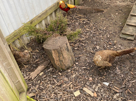 Trio of golden pheasants for sale.