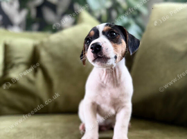 Jack Russell Terrier Puppies