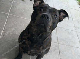Dog for sale