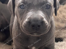 Beautiful  puppy American bulldog &rdquo;s x corso ready to leave around 24 July only 3 bitches left