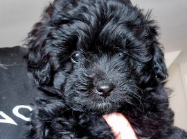 Pomapoo x Toy Poodle puppies