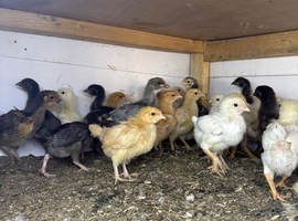 4week old chicks mixed breed