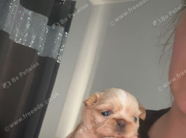 Girl Shih Tzu