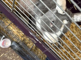 Male rabbit
