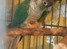 Breeding pair