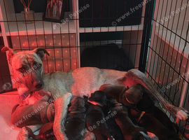 Staffy cross husky puppies
