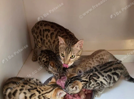 Bengal Kittens in Surrey