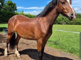 Welsh Section C Filly