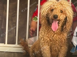 Toy poodles 2 girls left