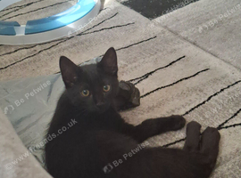 Looking to rehome black kitten