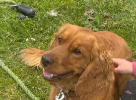 Cockapoo for Stud