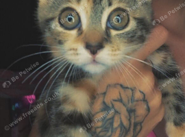 2 kittens seeking forever homes
