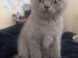 British shorthair x Scottish fold
