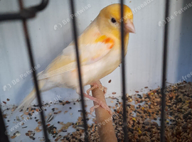 Job lot of canaries for sale