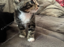Beautiful kittens