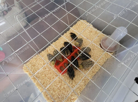 Japanese quail available