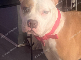 6 month girl bulldog