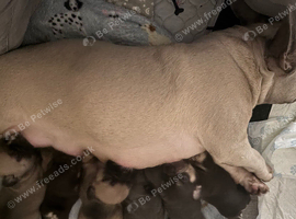 French bulldogs