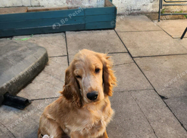 Cocker Spaniel show