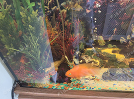 Tropical fish and tank